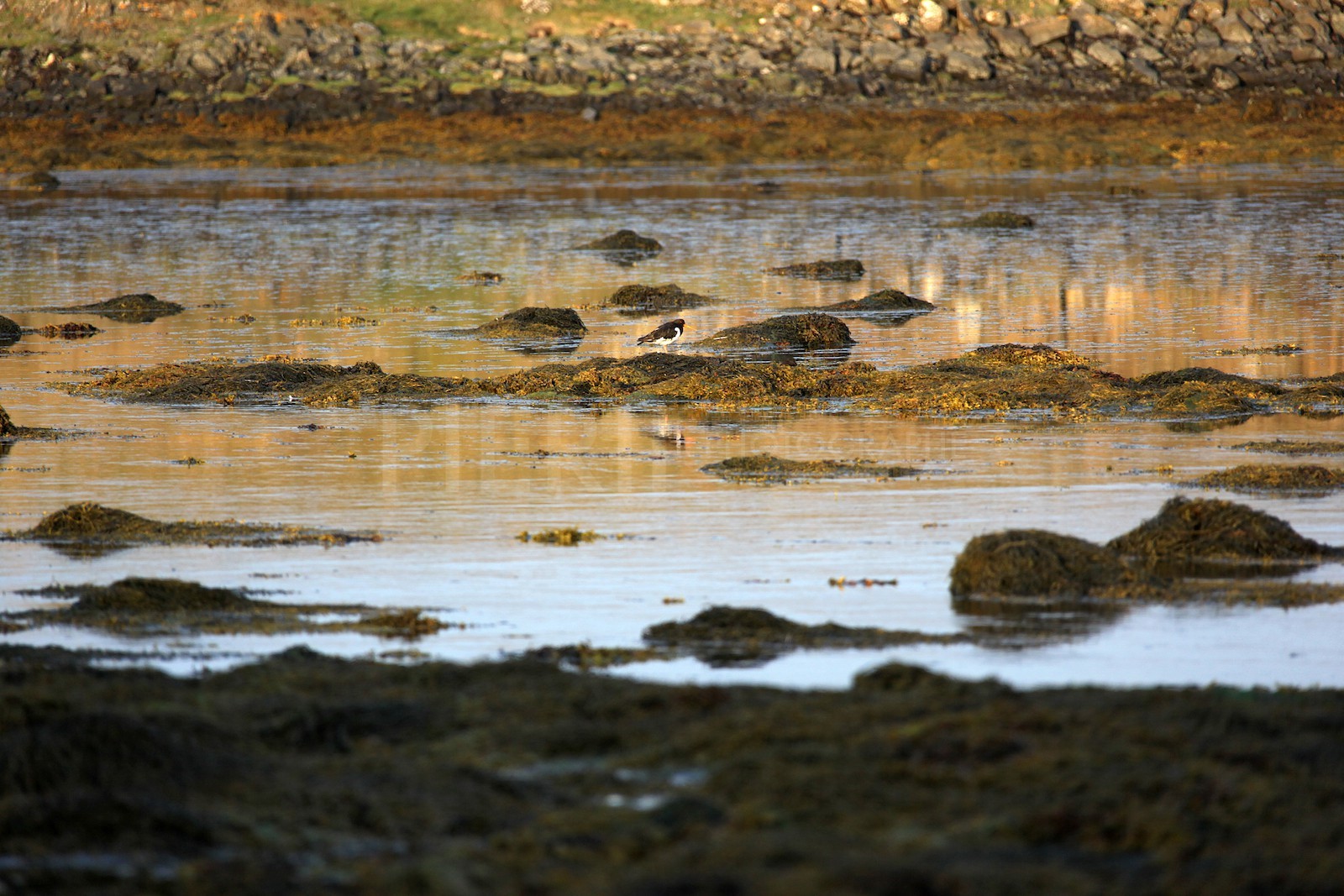 Couleurs du soir, Flatey island
