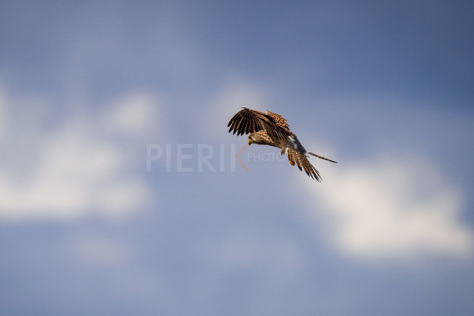 DSC03197-Pierik.jpg