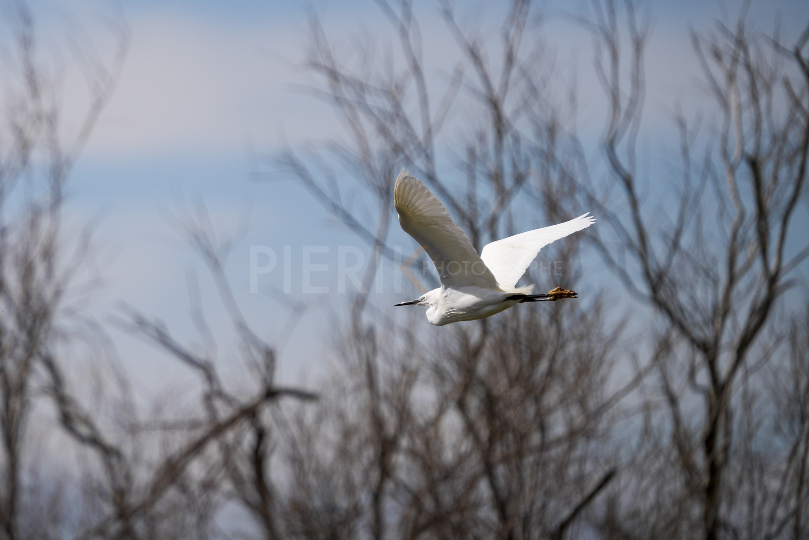 DSC03256-Pierik.jpg
