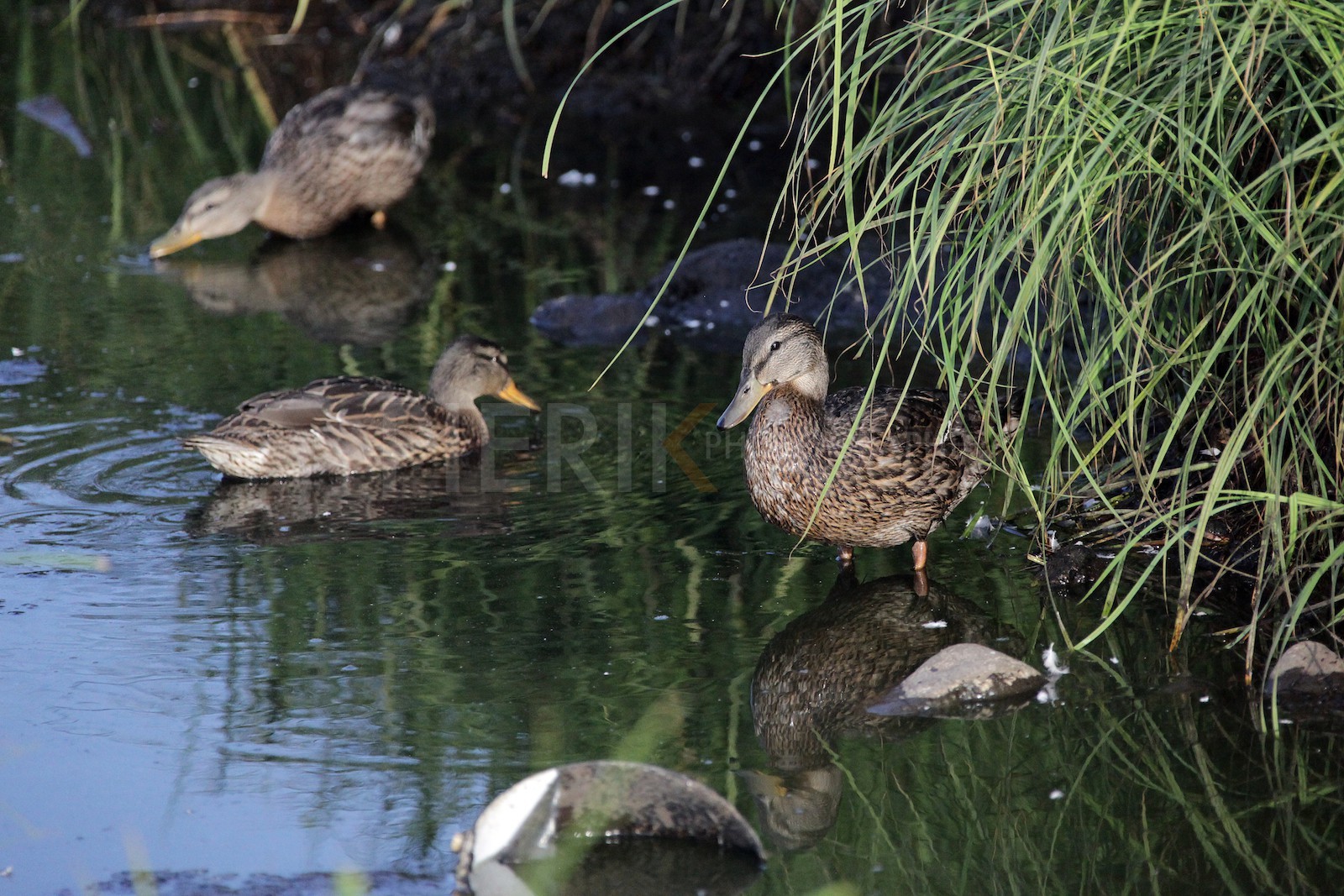 Canards sur Flatey island