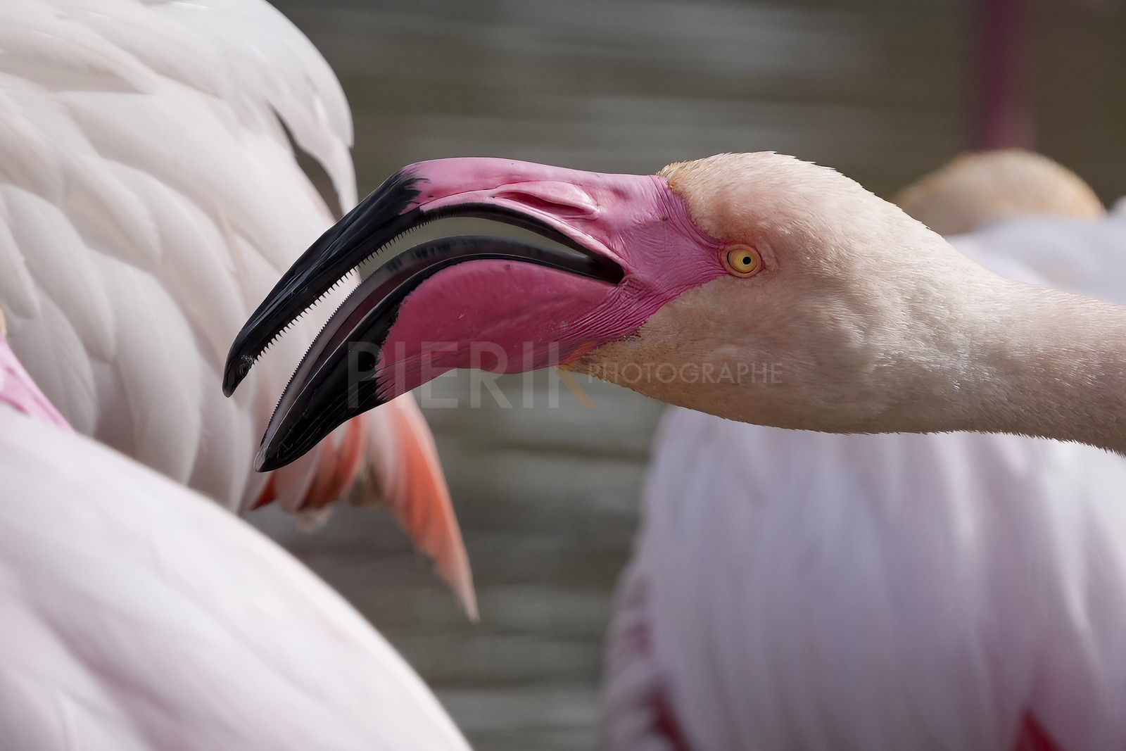 DSC02931-Pierik.jpg