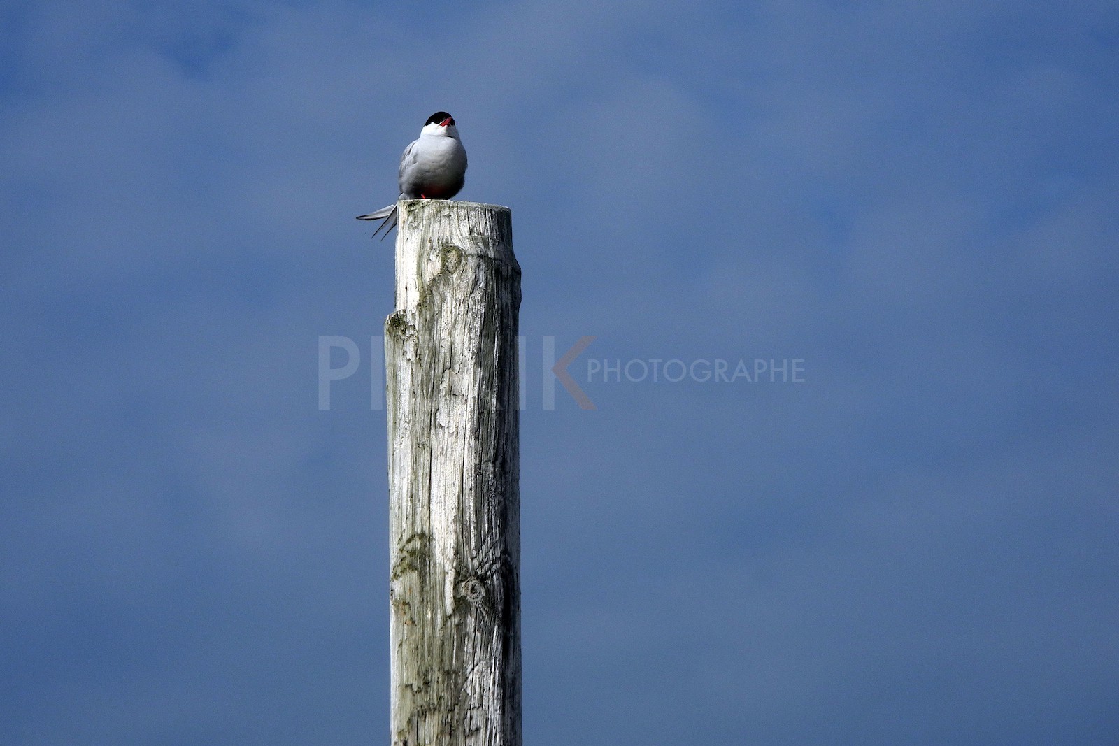 Sterne arctique perchée