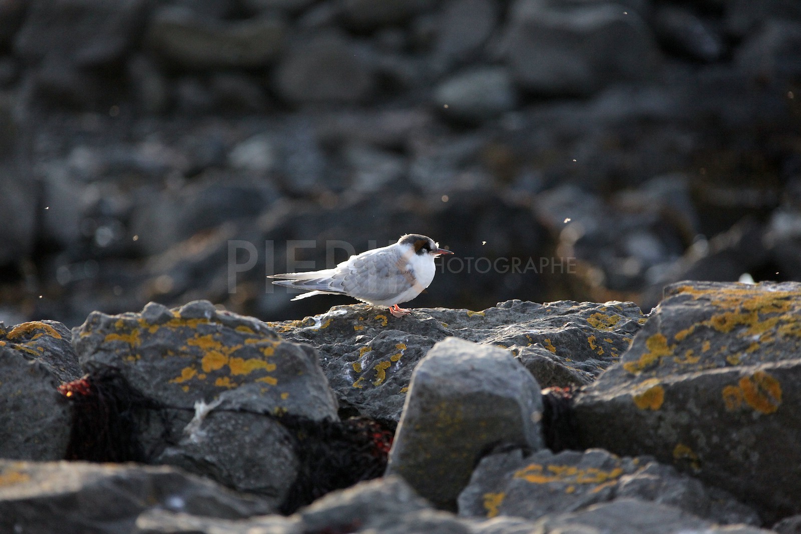 Jeune Sterne arctique