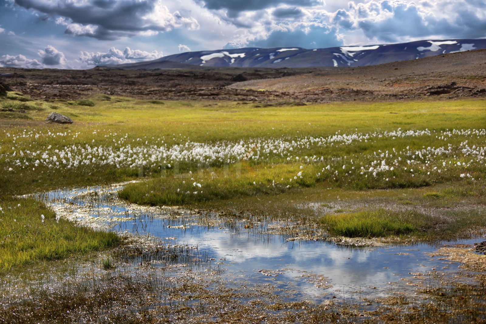 Fleurs sur les plateaux du centre, Islande