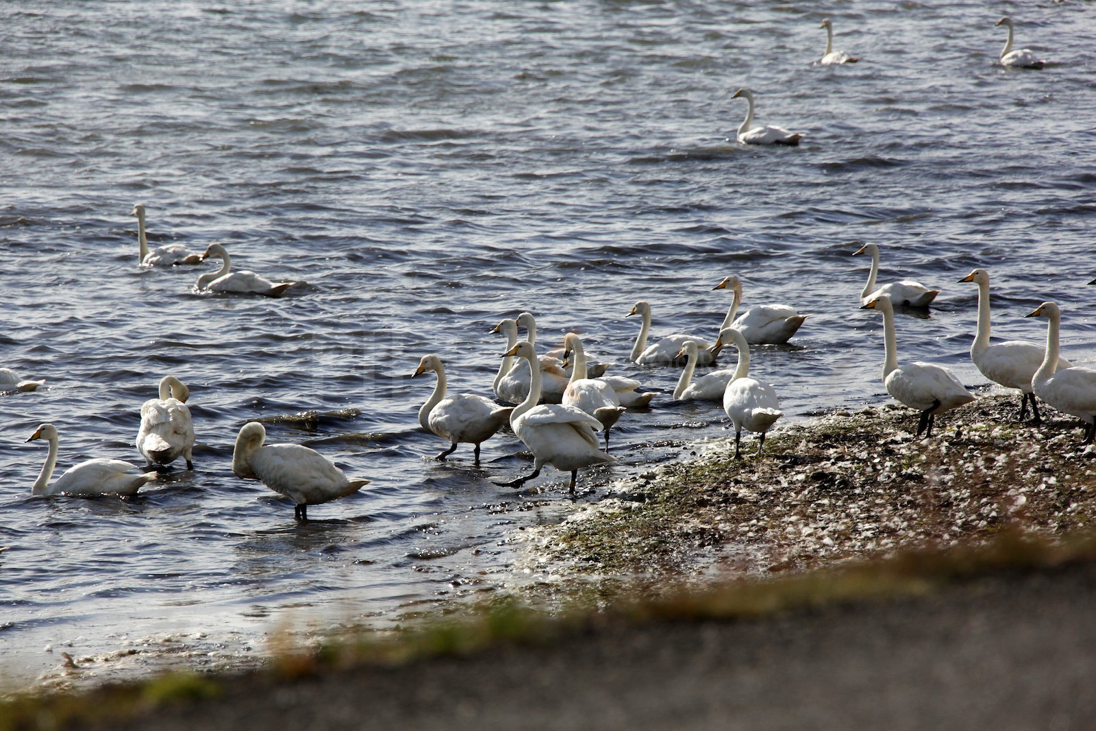 Les cygnes avant la migration
